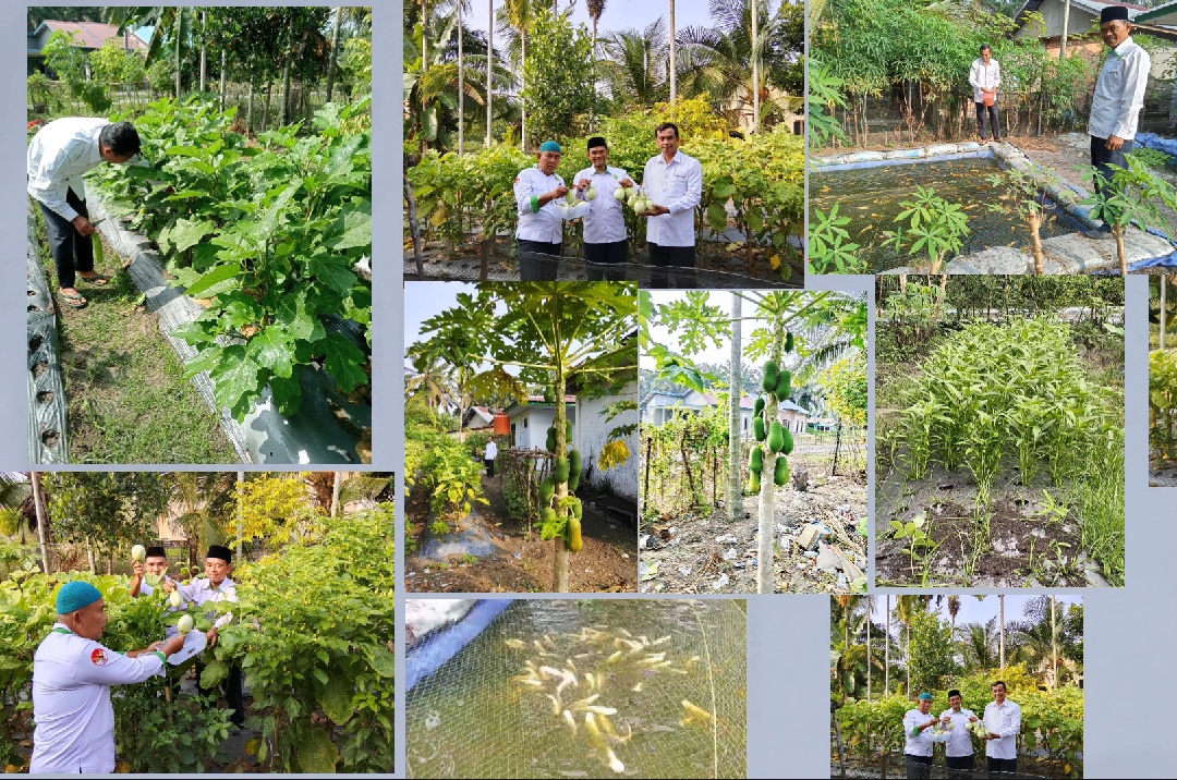 Gerakan Penghijauan di KUA kecamatan Koto Gasib, Kecamatan Koto Gasib — Aksi Panen Ekoteologi berupa terong, kangkung, bayam dan lain-lain